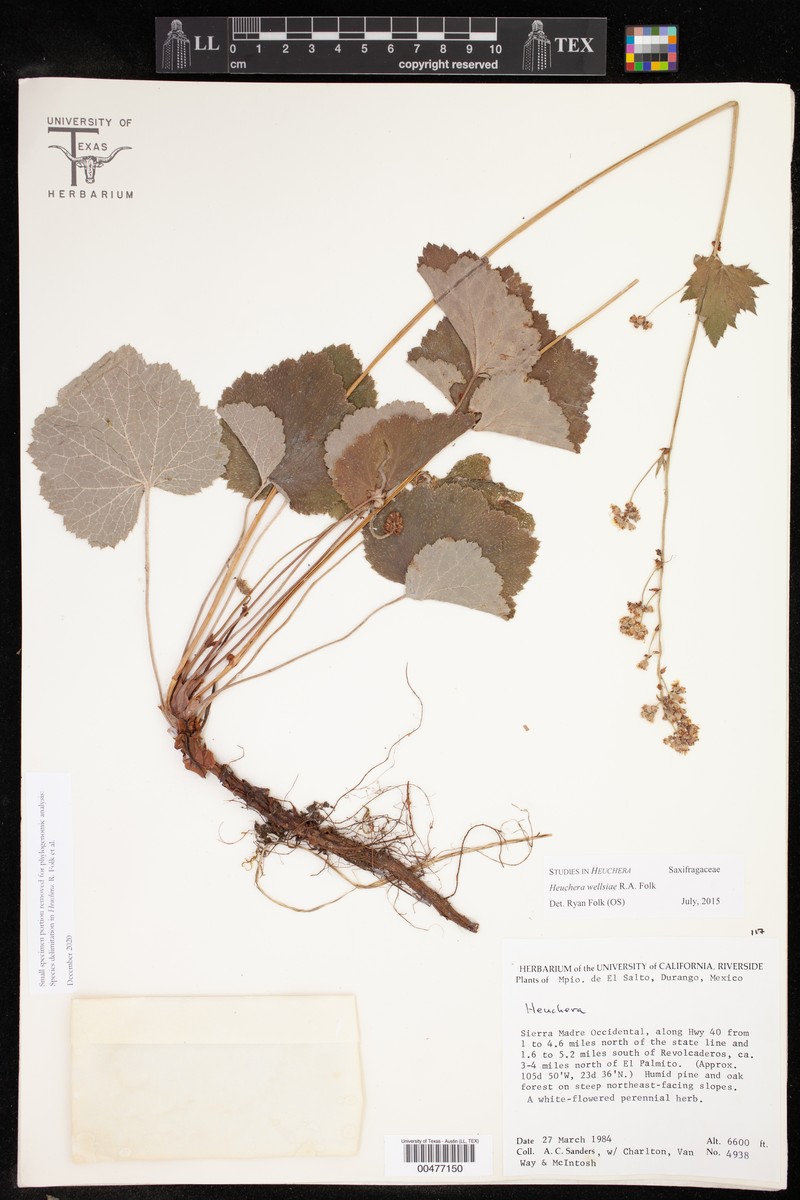 Heuchera wellsiae