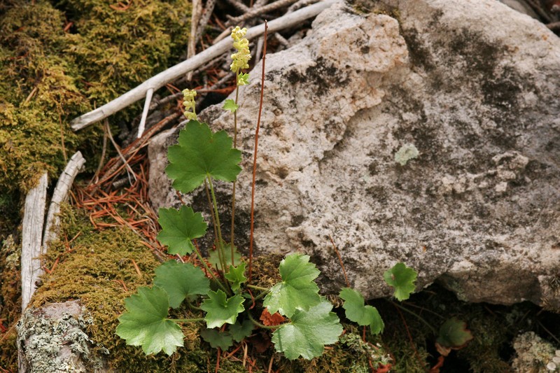 Capitan Mountains Alumroot