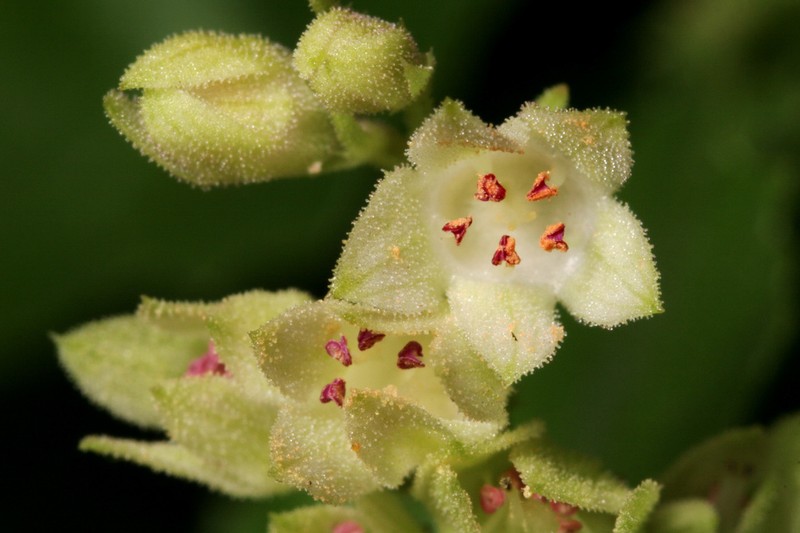 Capitan Mountains Alumroot photo 3