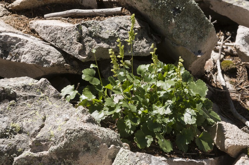 Capitan Mountains Alumroot photo 5