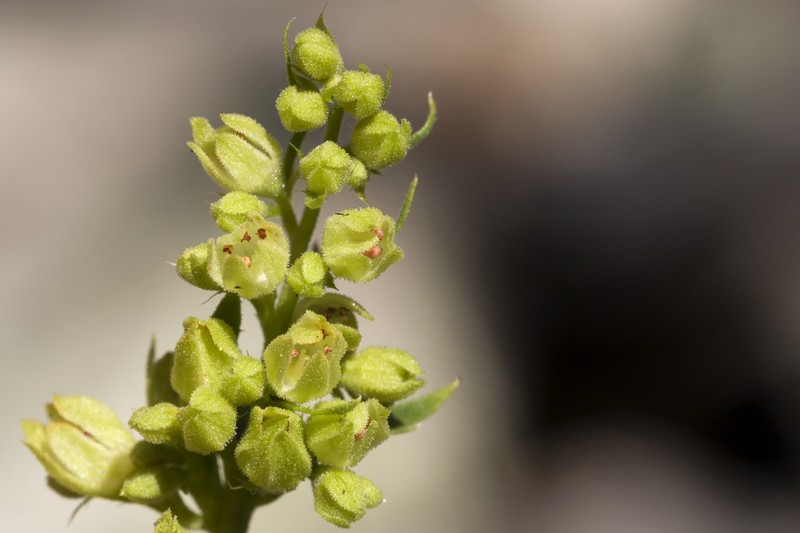 Capitan Mountains Alumroot photo 6