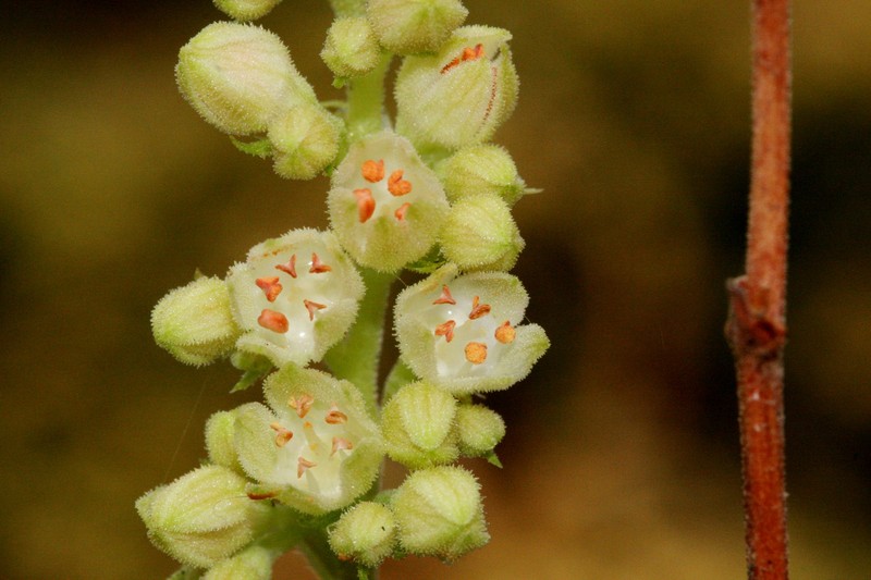 Capitan Mountains Alumroot photo 7