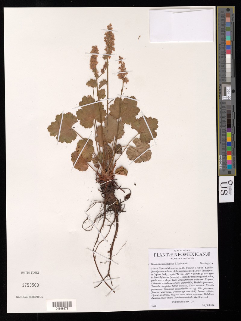 Capitan Mountains Alumroot photo 8