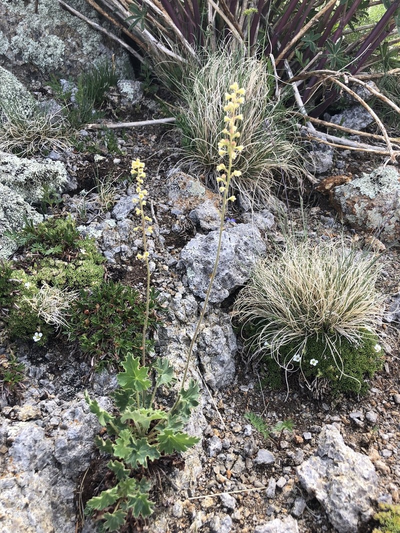 White Mountain Alumroot