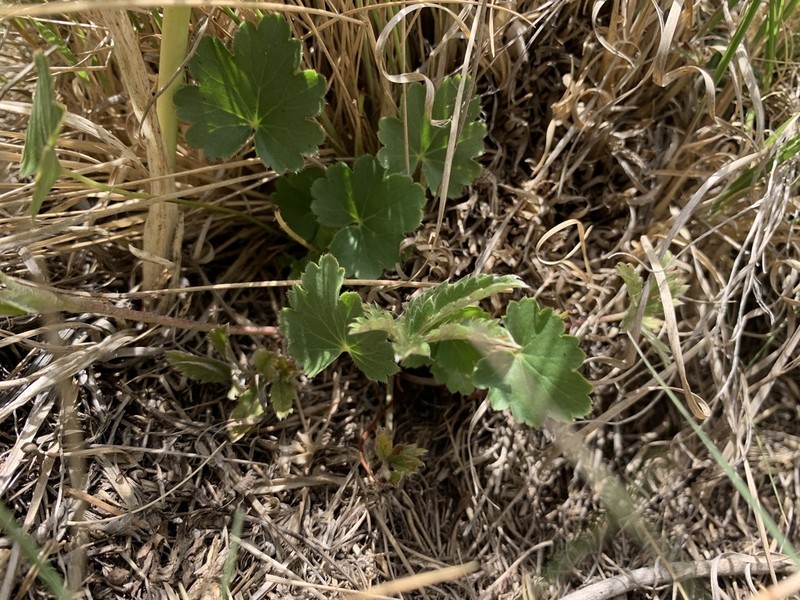 White Mountain Alumroot photo 2