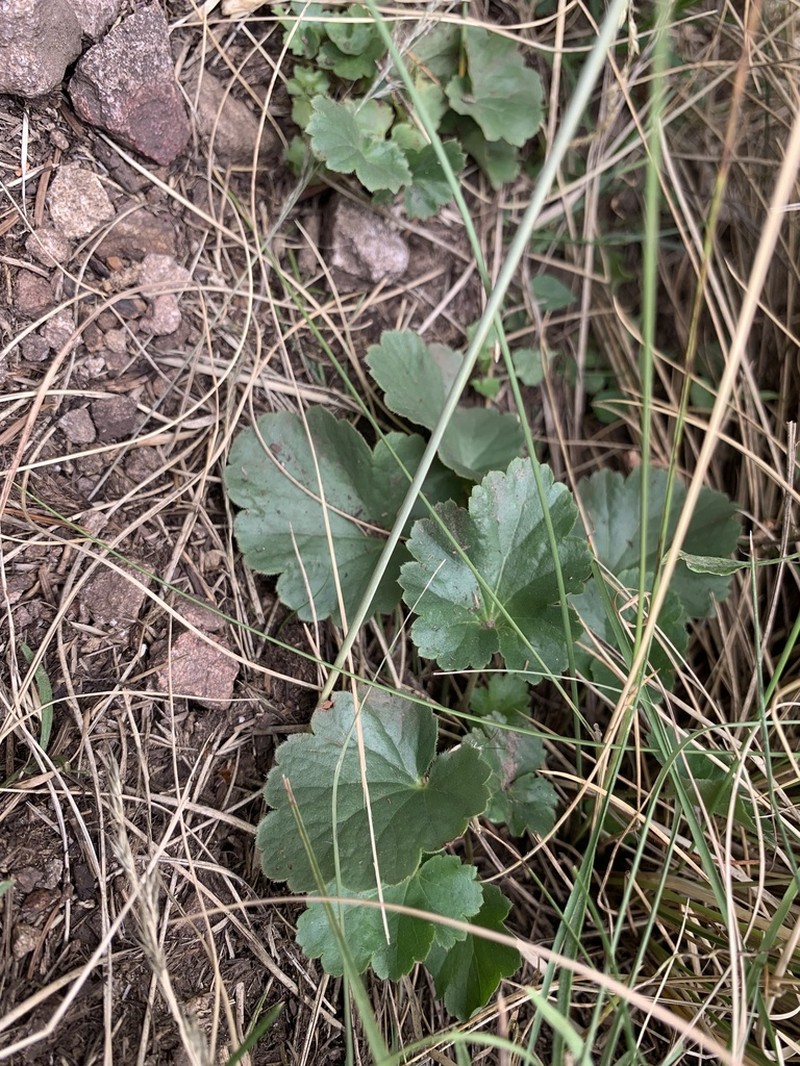 White Mountain Alumroot photo 4