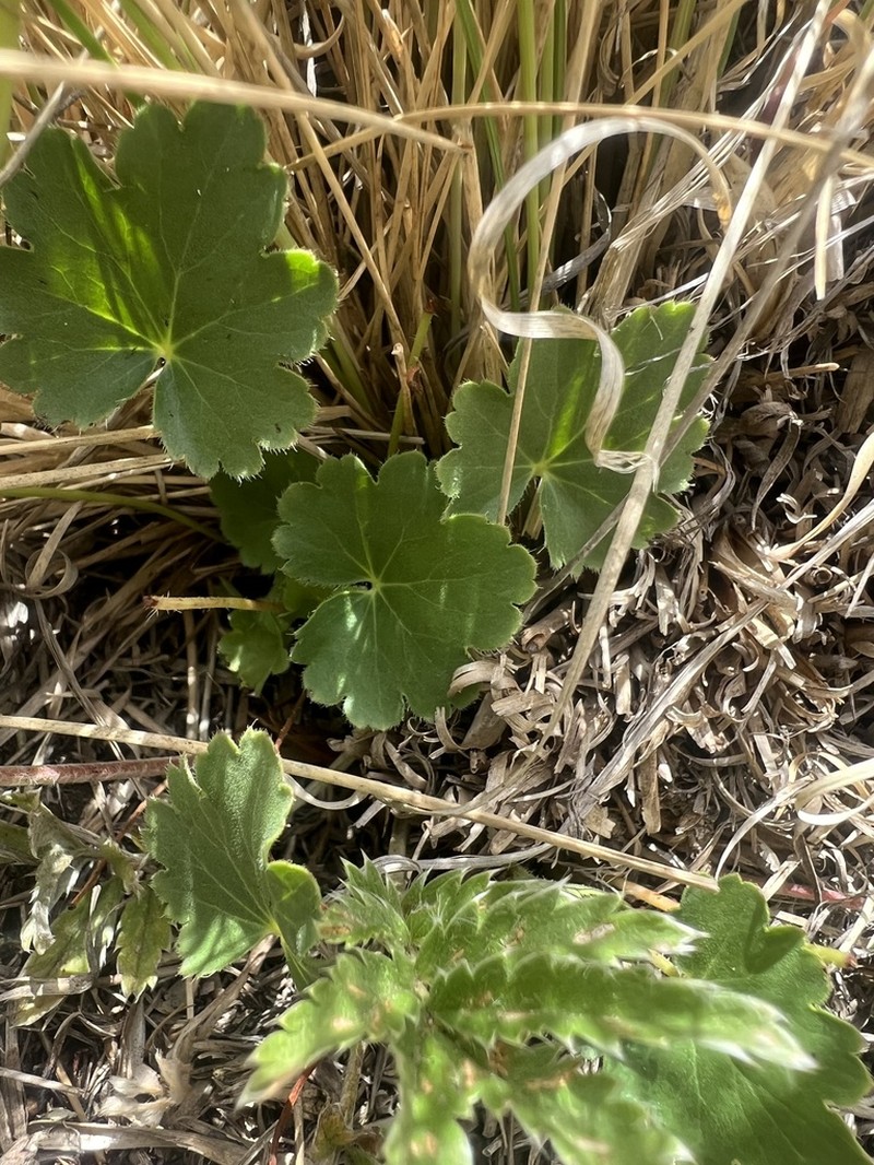 White Mountain Alumroot photo 6