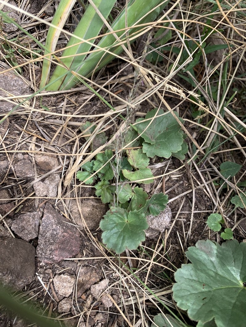 White Mountain Alumroot photo 7