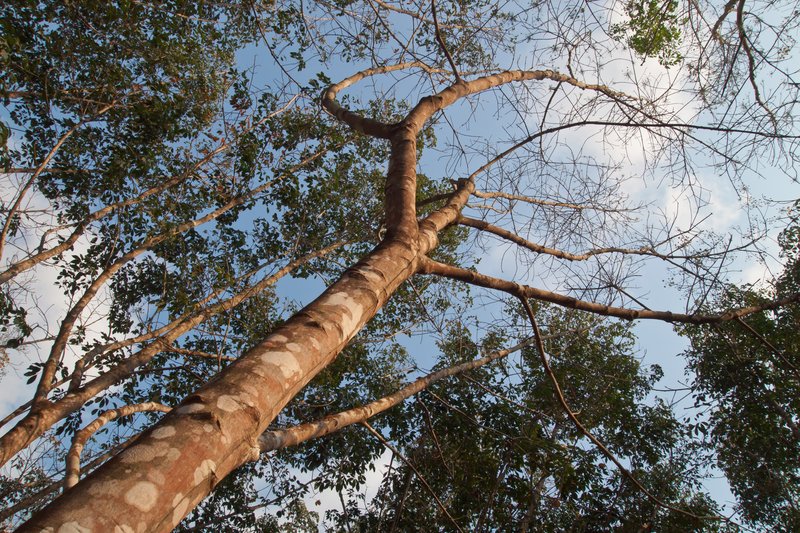 Rubber Tree photo 3
