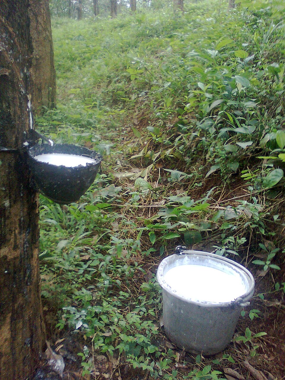 Rubber Tree photo 5