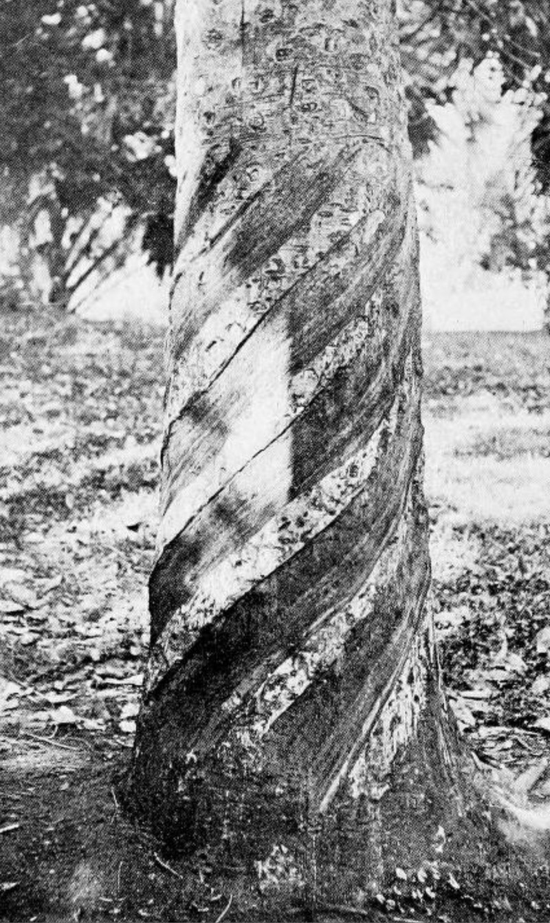 Rubber Tree photo 7