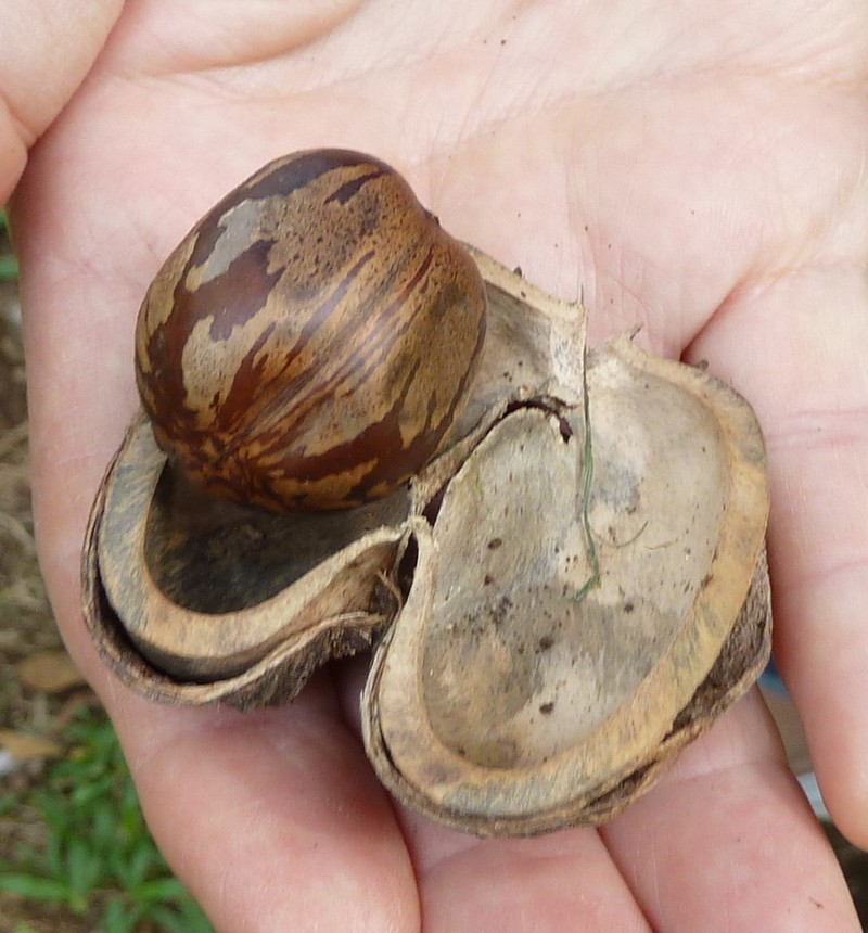 Rubber Tree photo 8