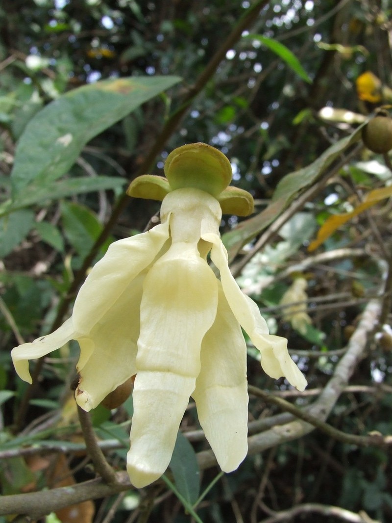 Hexalobus crispiflorus photo 2