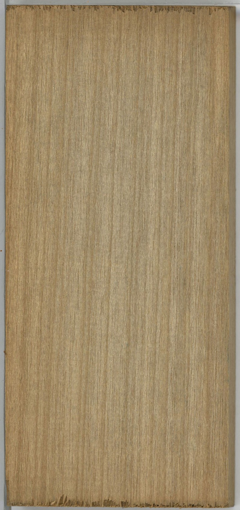 Hexalobus crispiflorus photo 3