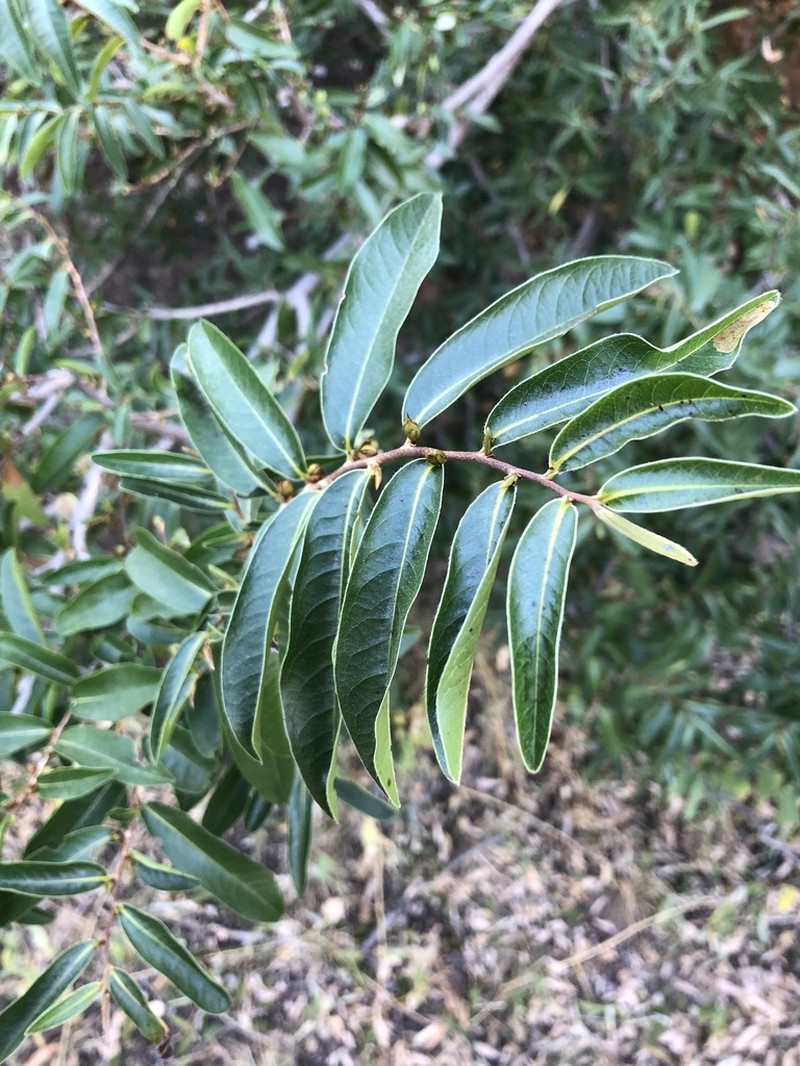 Hexalobus monopetalus photo 2