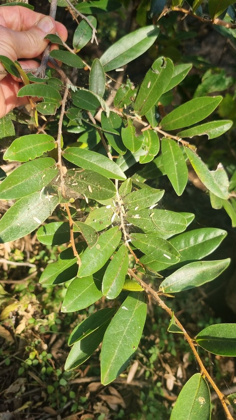 Hexalobus monopetalus photo 3