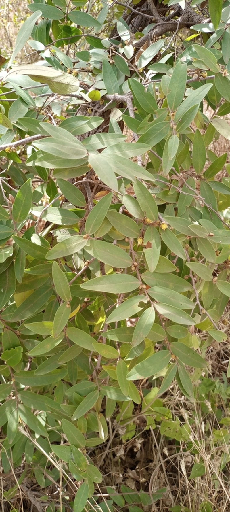 Hexalobus monopetalus photo 4