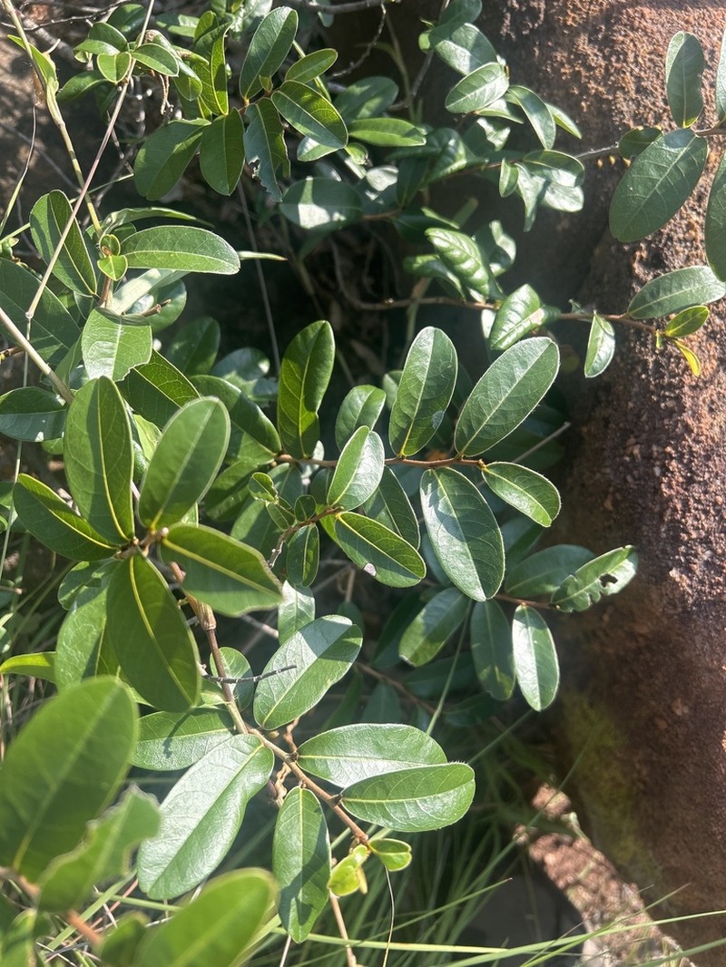 Hexalobus monopetalus photo 5