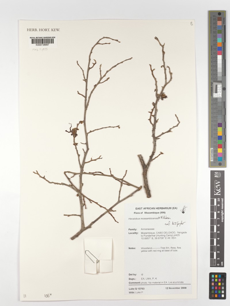 Hexalobus mossambicensis