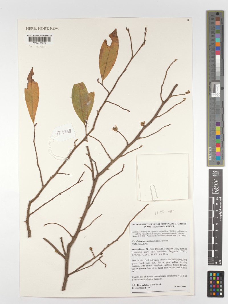 Hexalobus mossambicensis photo 2