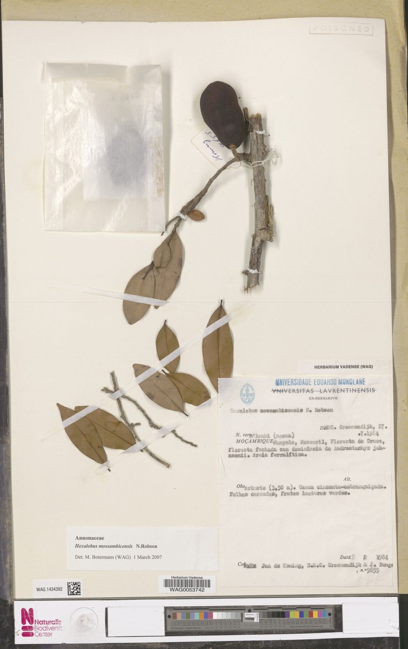 Hexalobus mossambicensis photo 3