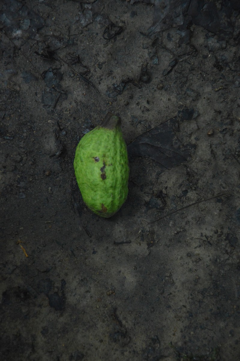 Hexalobus salicifolius photo 3