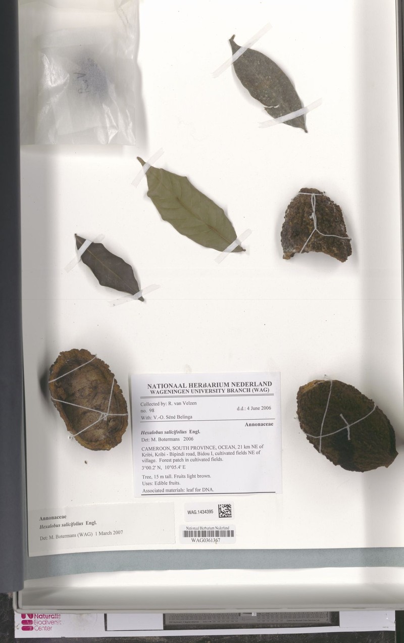 Hexalobus salicifolius photo 4