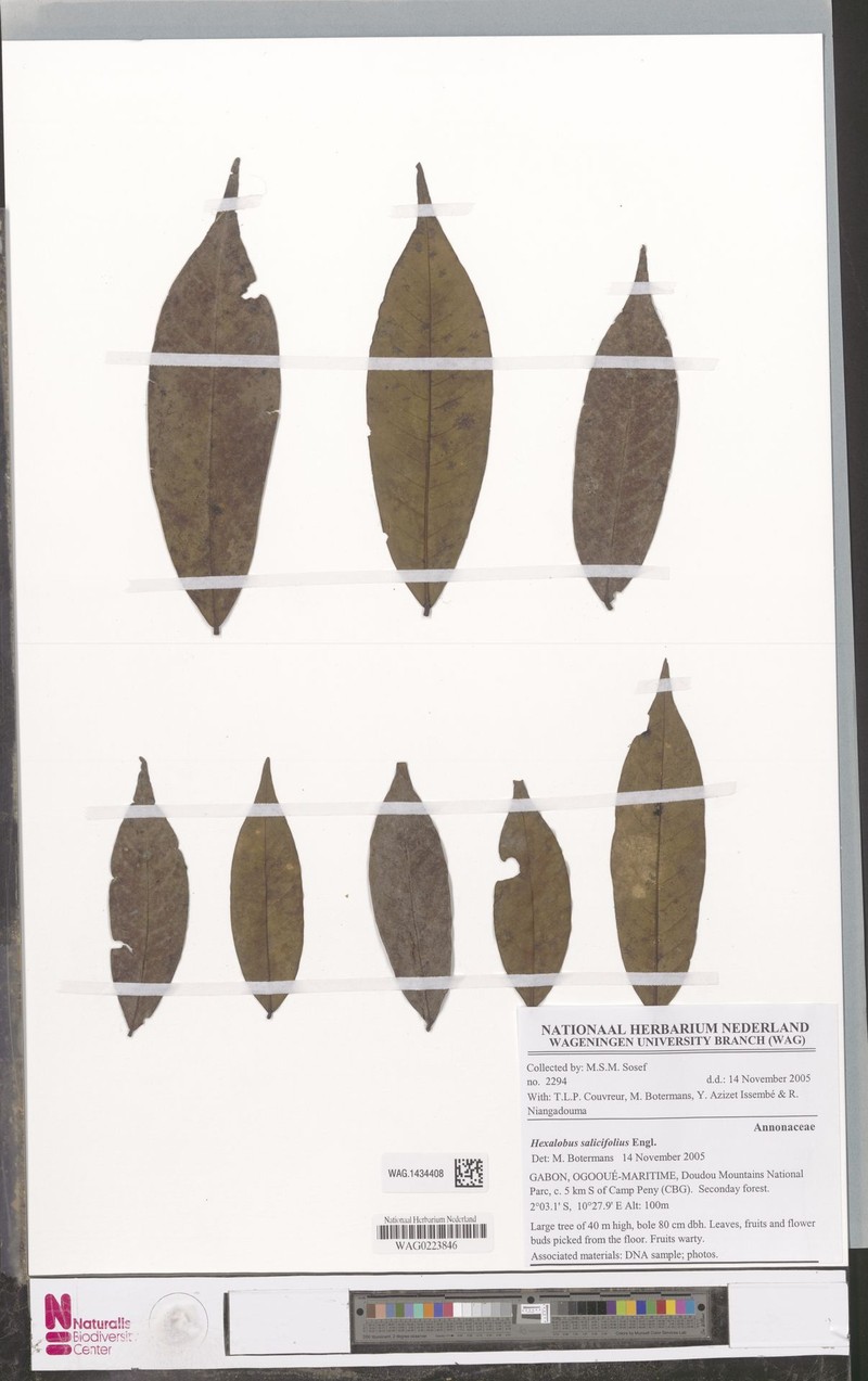 Hexalobus salicifolius photo 5