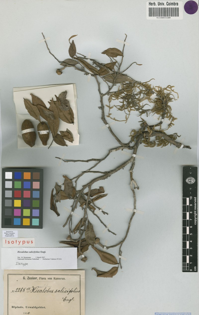 Hexalobus salicifolius