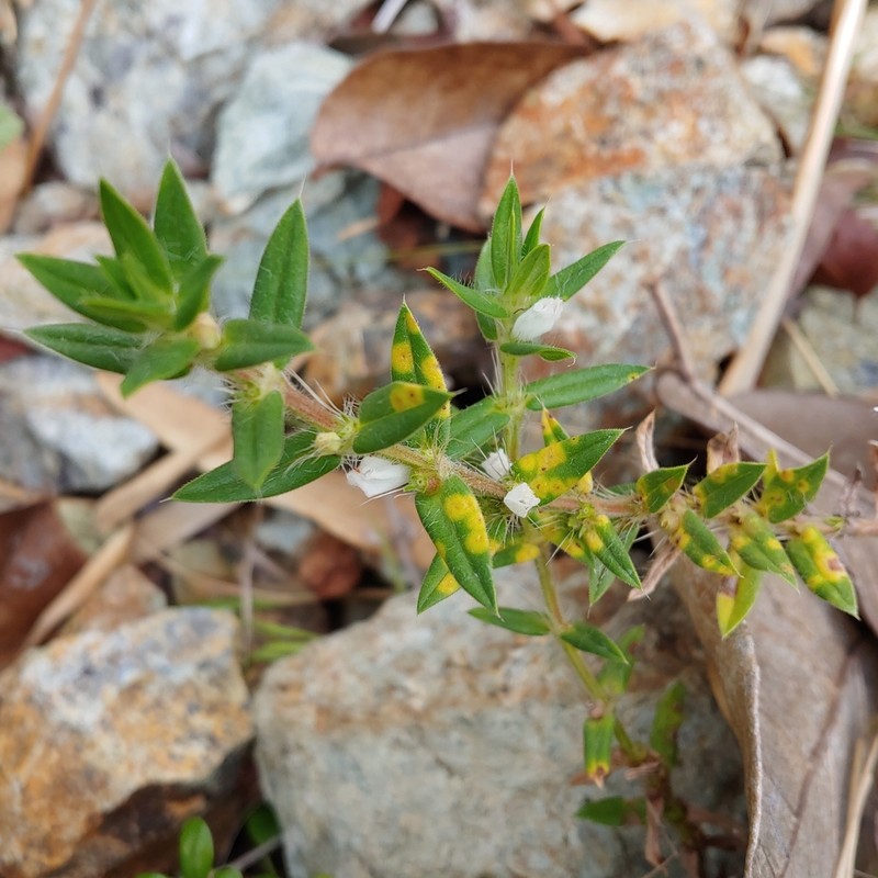 Stiff Buttonweed