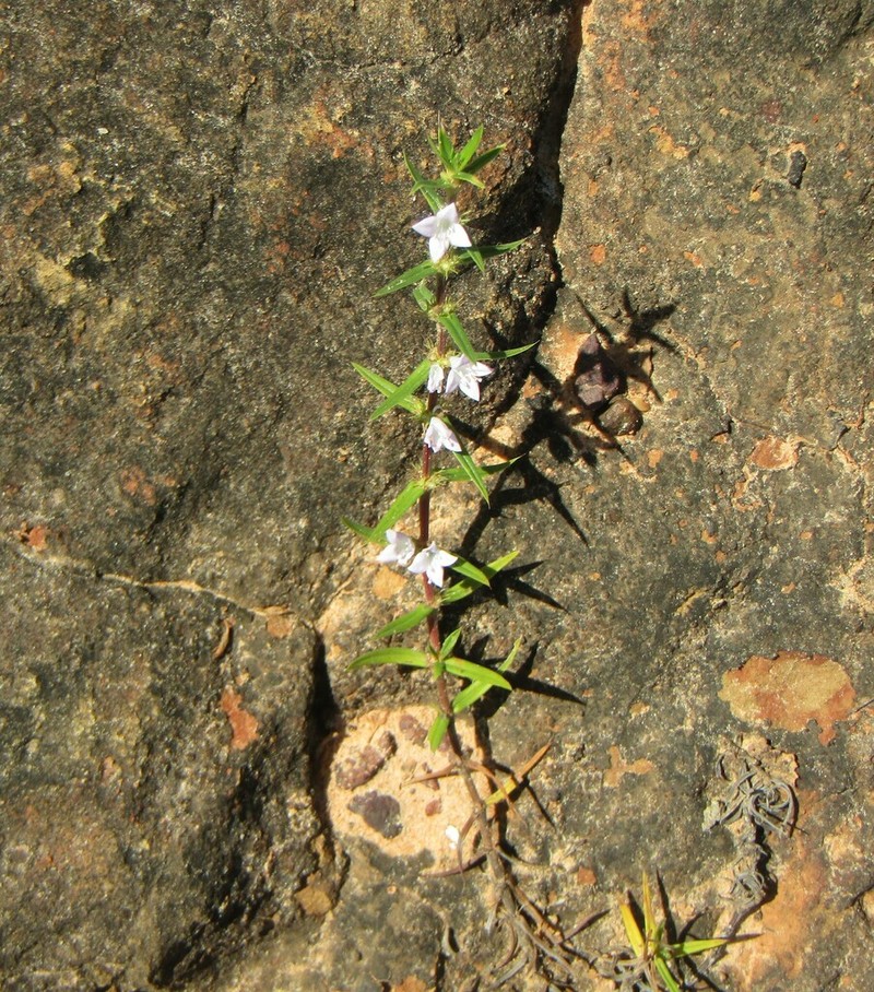 Stiff Buttonweed photo 2