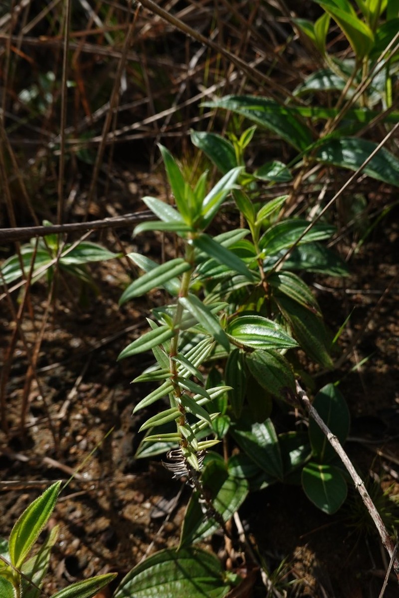 Stiff Buttonweed photo 3