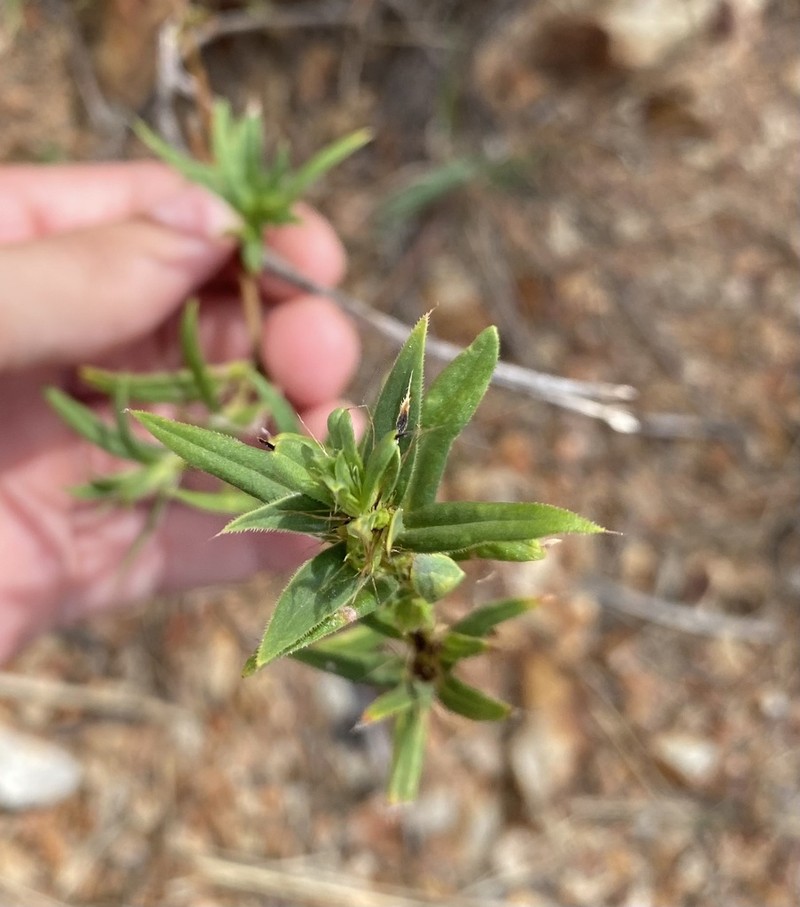 Stiff Buttonweed photo 4