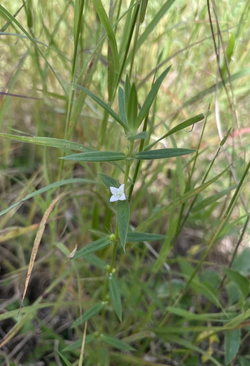 Stiff Buttonweed photo 5