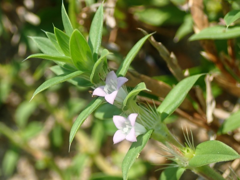 Stiff Buttonweed photo 6