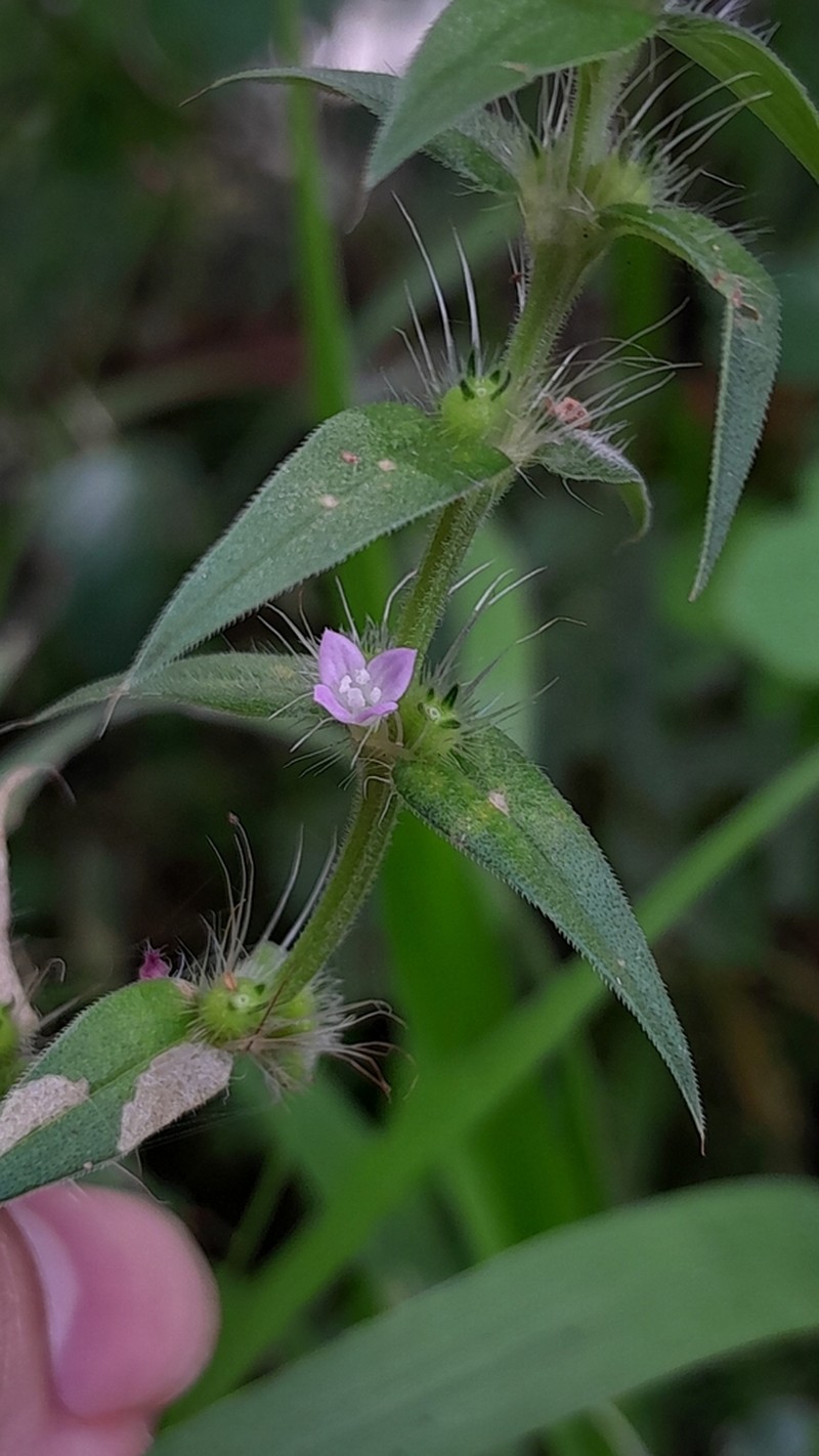 Stiff Buttonweed photo 7