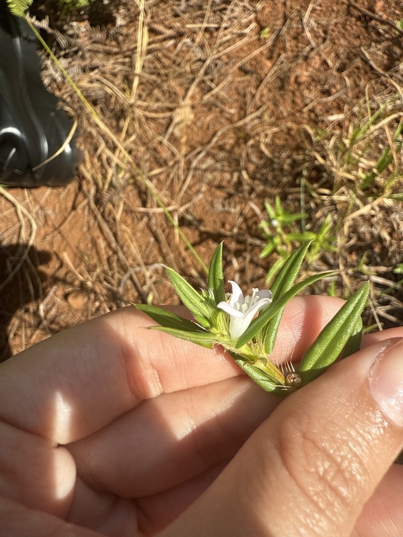 Stiff Buttonweed photo 8