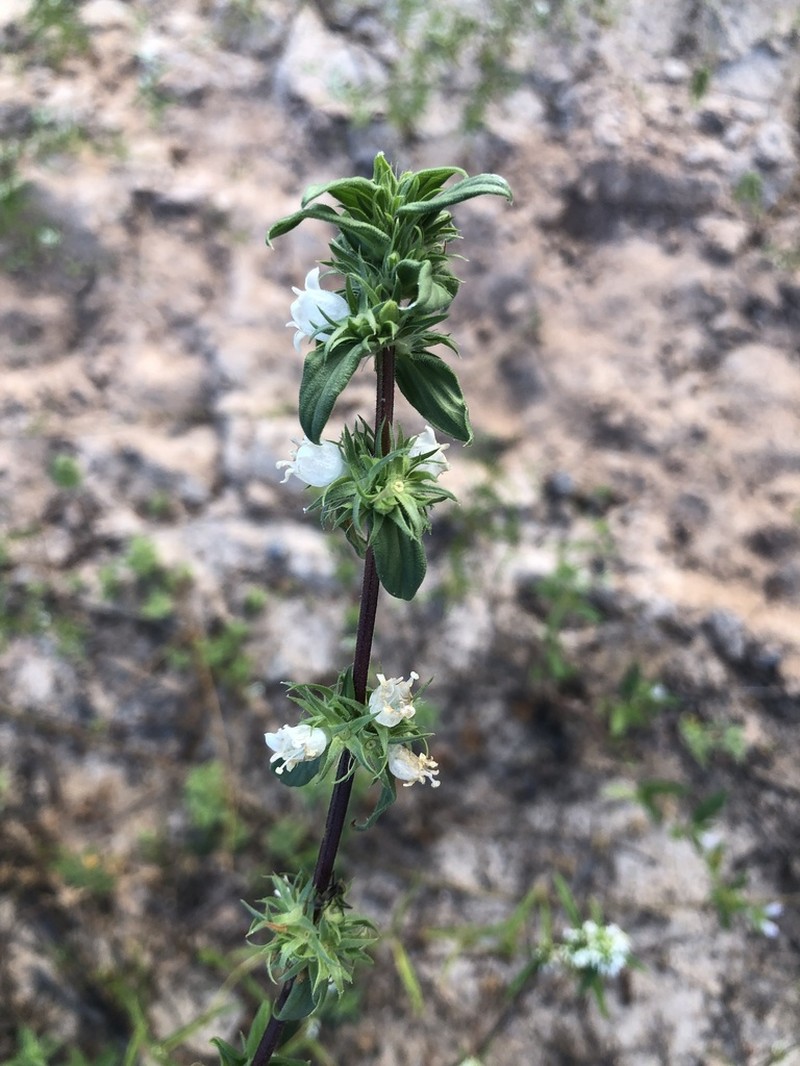 Hexasepalum gardneri