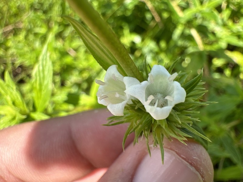 Hexasepalum gardneri photo 2