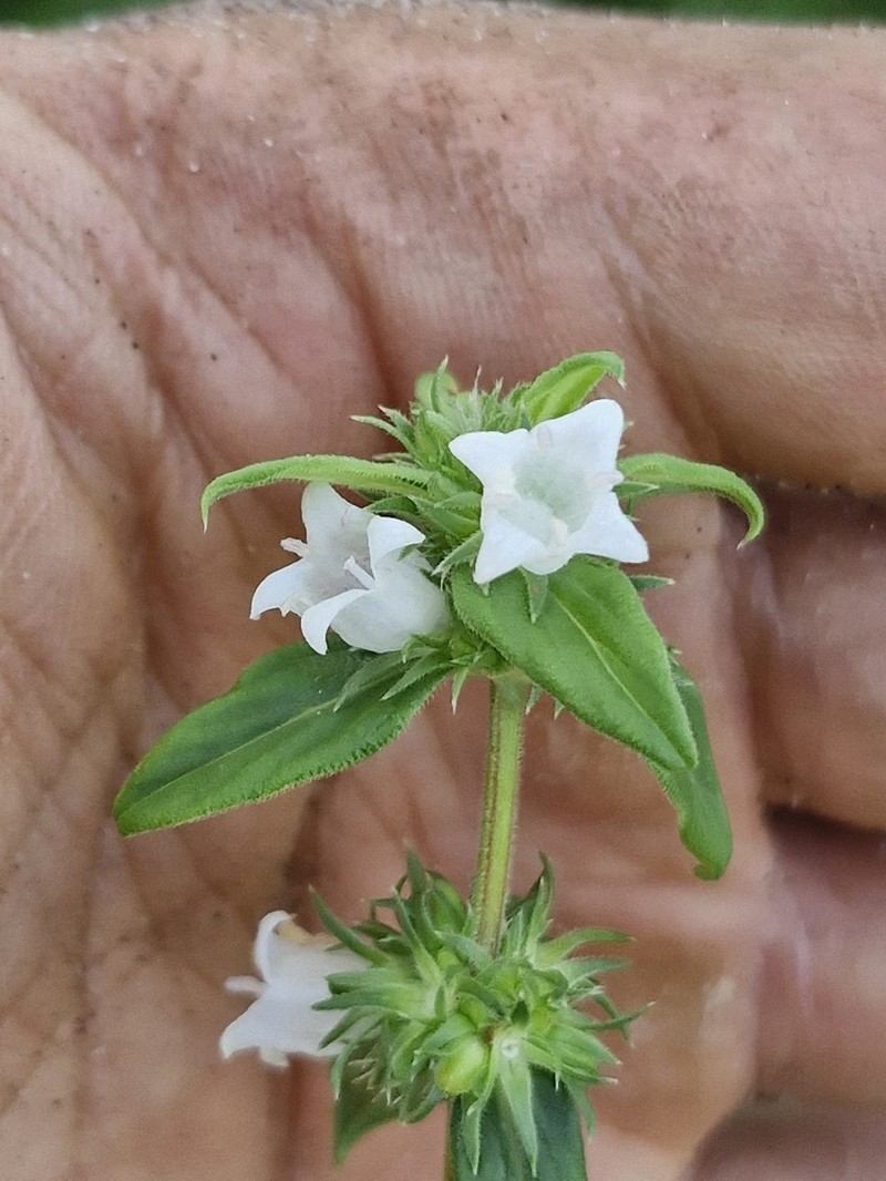 Hexasepalum gardneri photo 3