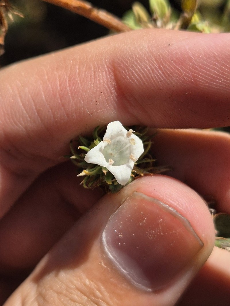 Hexasepalum gardneri photo 5