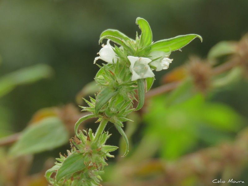 Hexasepalum gardneri photo 6
