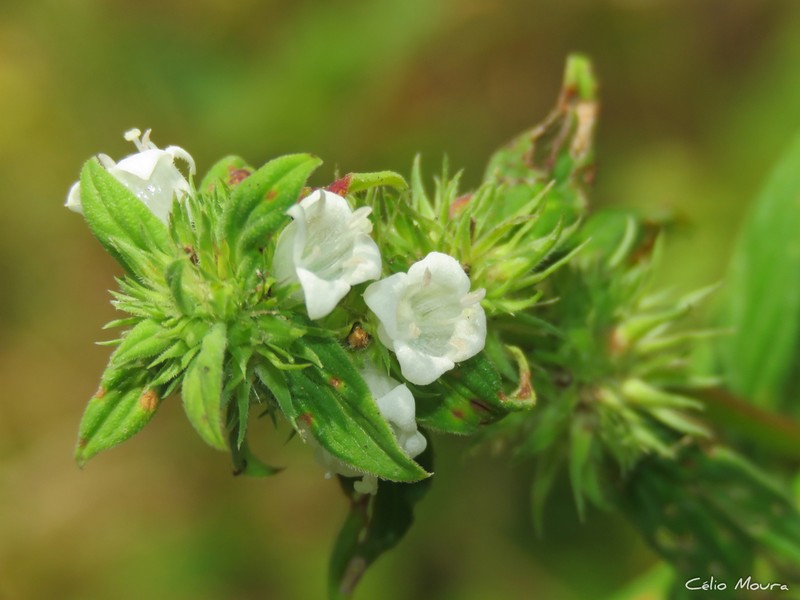 Hexasepalum gardneri photo 7