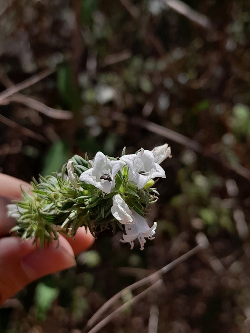 Hexasepalum gardneri photo 8