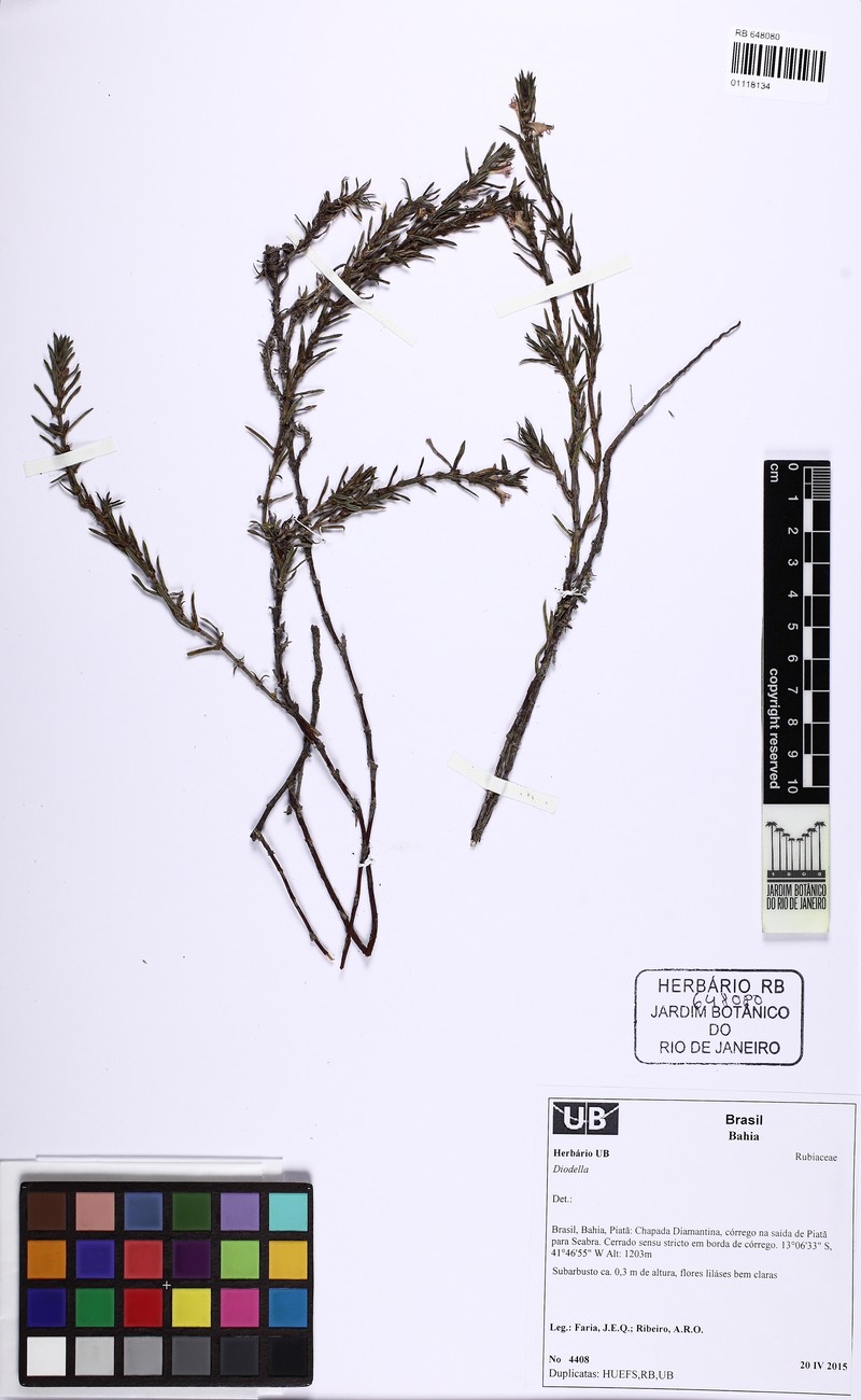 Hexasepalum mello-barretoi