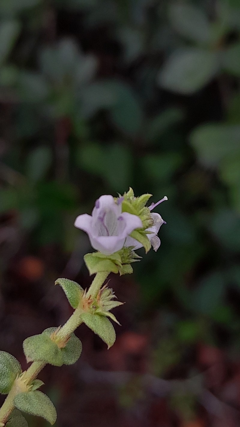 Hexasepalum nordestinum