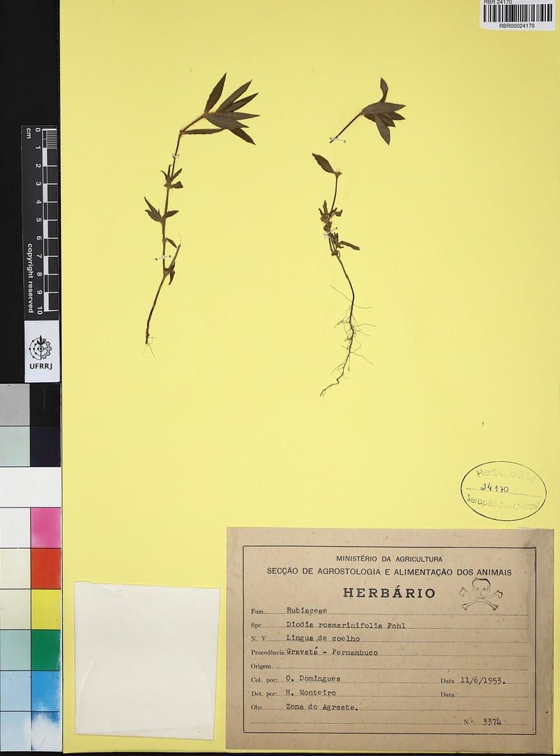 Hexasepalum rosmarinifolium
