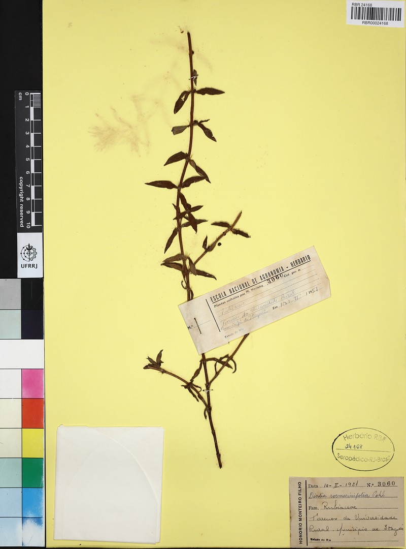 Hexasepalum rosmarinifolium photo 2