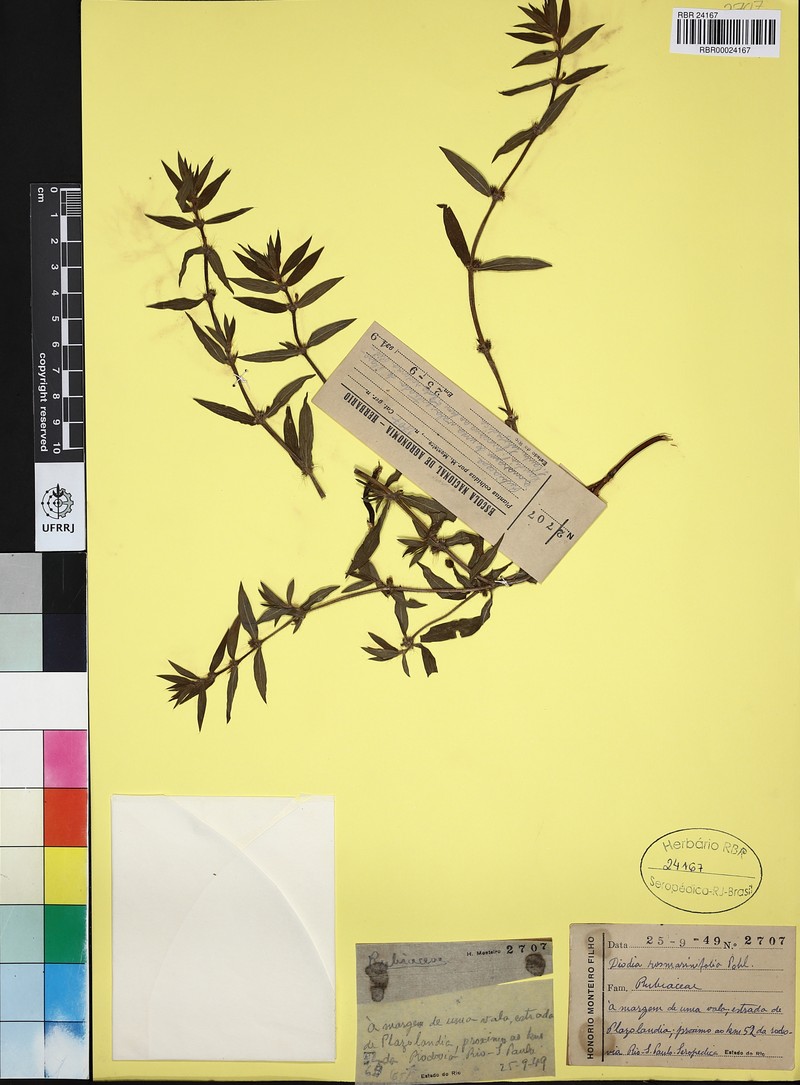 Hexasepalum rosmarinifolium photo 3