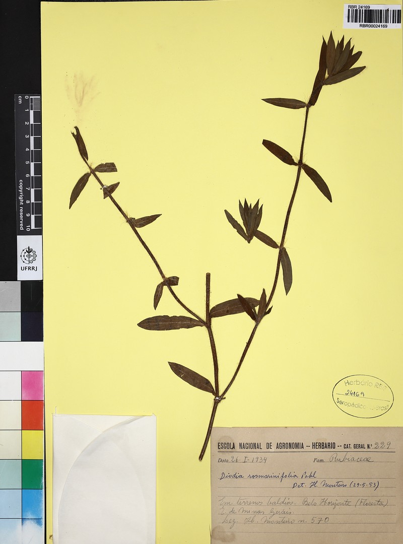 Hexasepalum rosmarinifolium photo 4